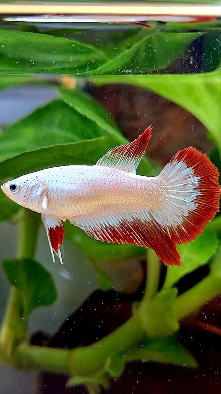 LUXURY FEMALE HALFMOON RED DRAGON SNOW PATTERN BETTA FISH