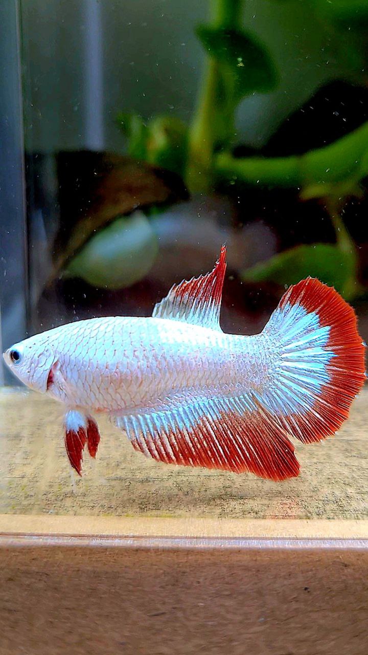 LUXURY FEMALE HALFMOON RED DRAGON SNOW PATTERN BETTA FISH