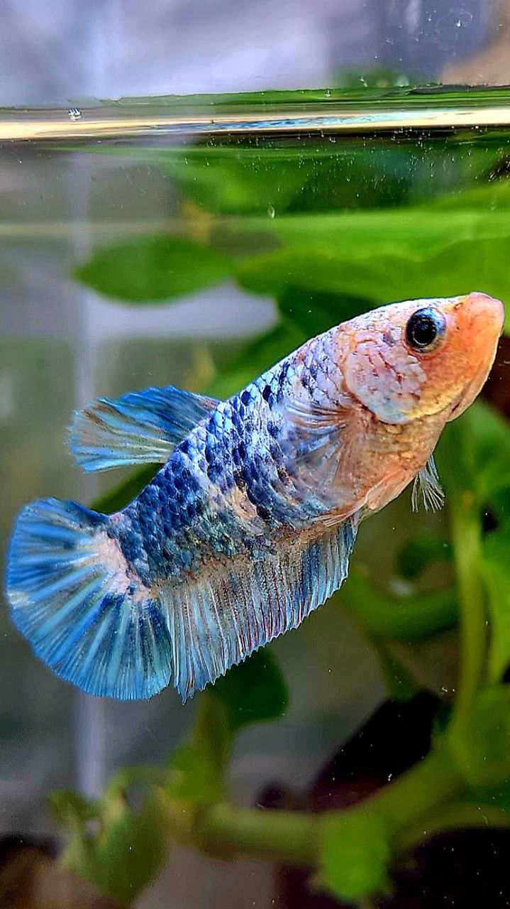 FEMALE XL PLAKAT WHITE BLUE FANCY MARBLE BETTA FISH