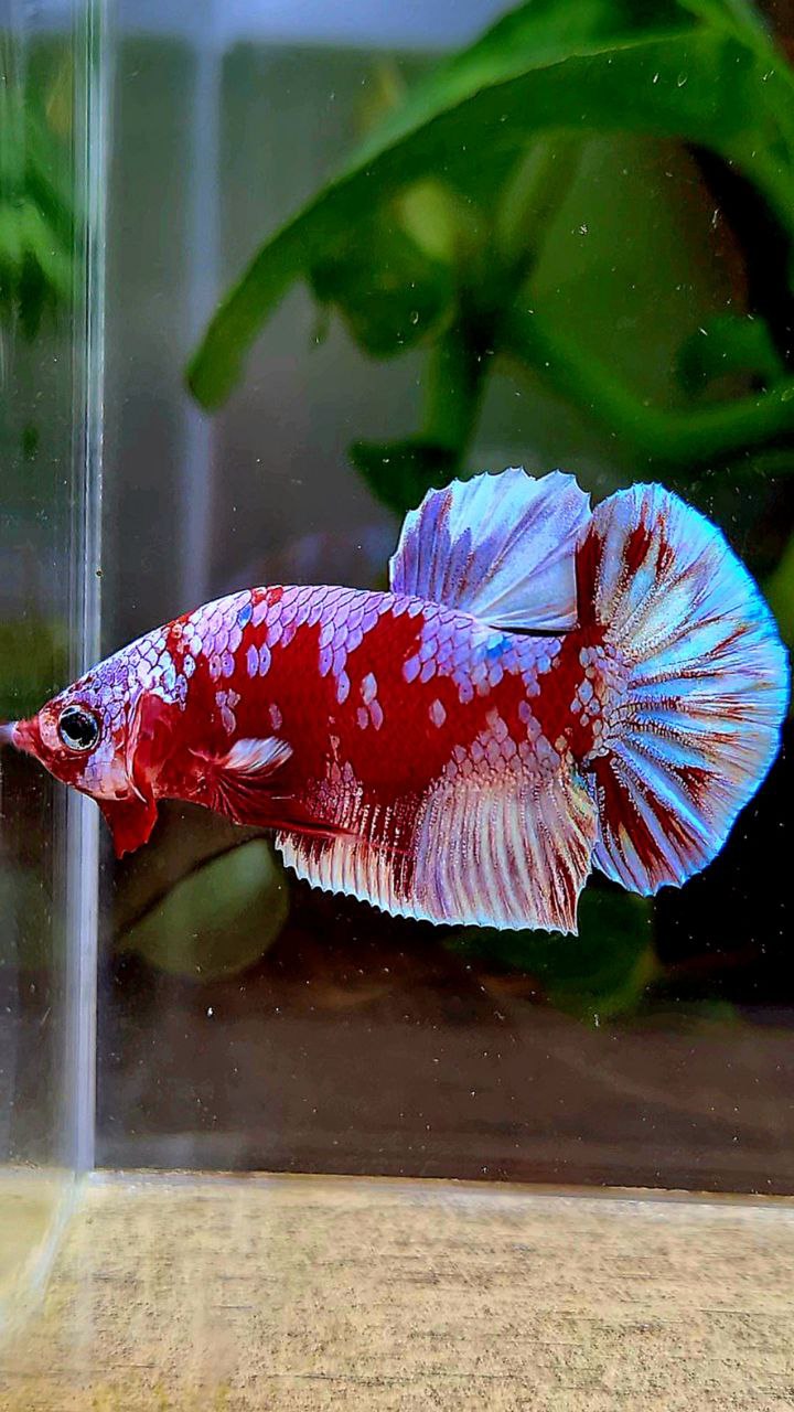 PLAKAT BARONGSAI RED WHITE GALAXY MULTICOLOR BETTA FISH