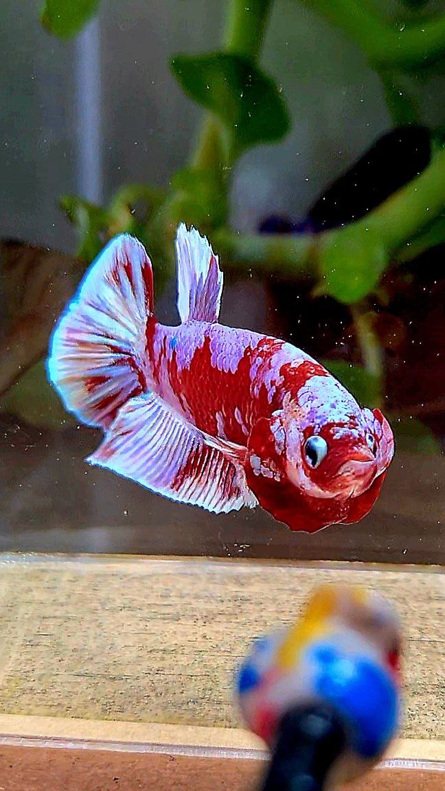 PLAKAT BARONGSAI RED WHITE GALAXY MULTICOLOR BETTA FISH