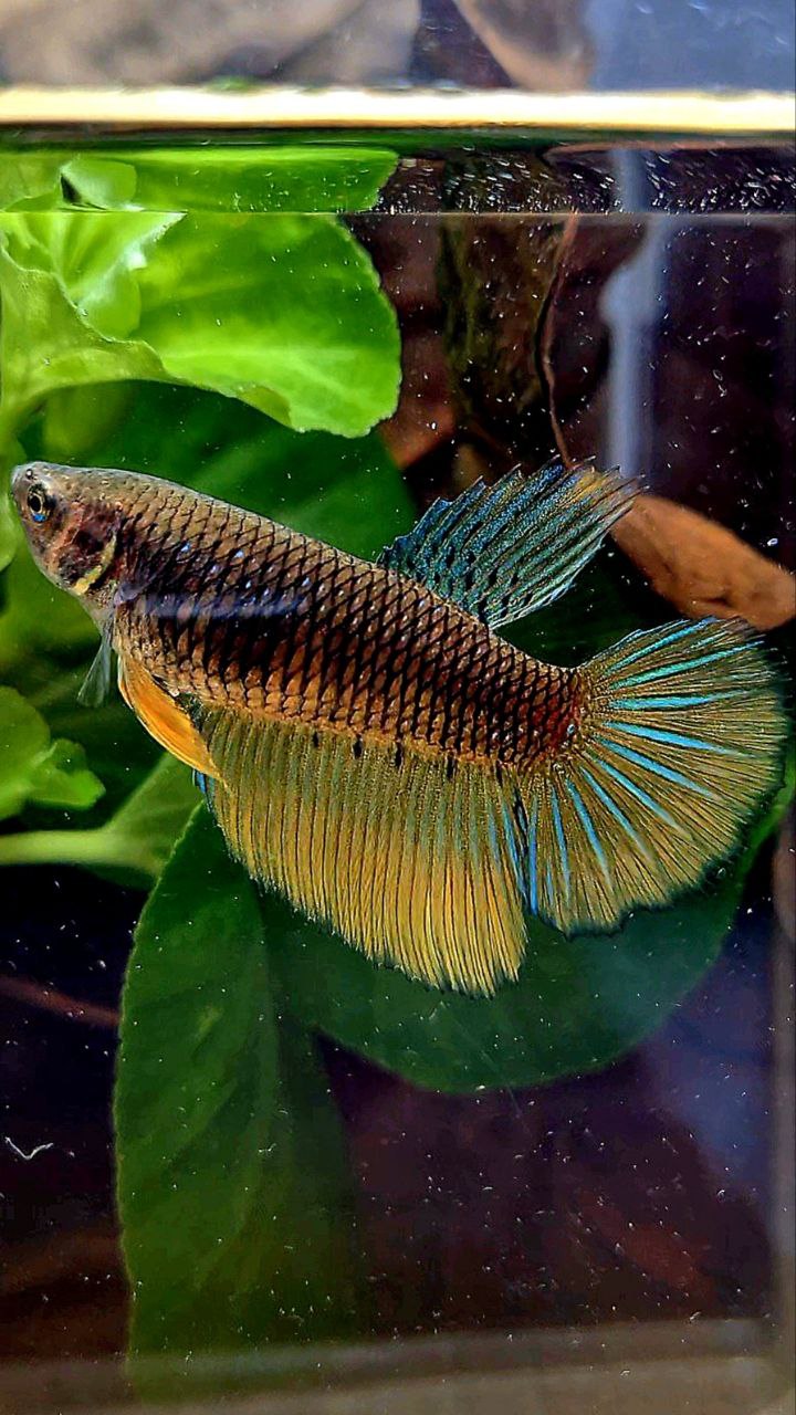 FEMALE HALFMOON BLACK YELLOW MUSTARD GAS BETTA FISH