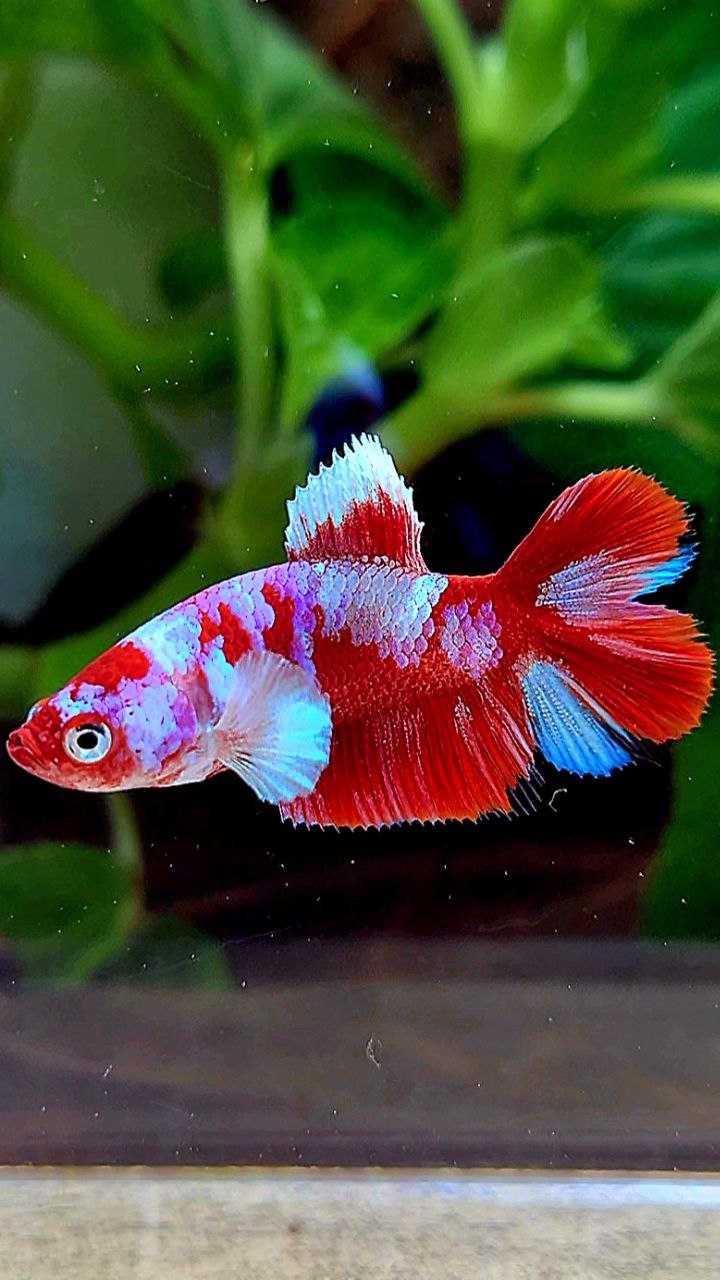 FEMALE HALFMOON DOUBLE TAIL BARONGSAI RED WHITE GALAXY MULTICOLOR BETTA FISH
