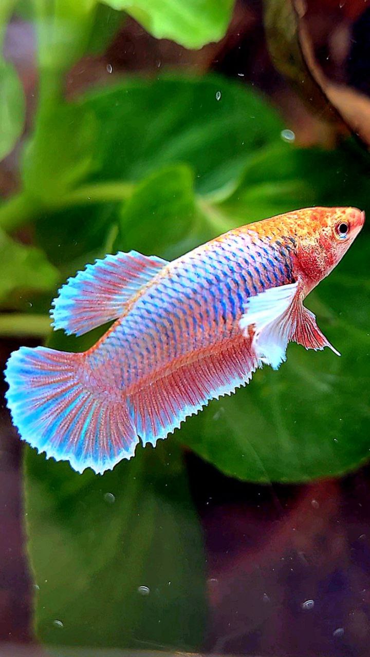FEMALE PLAKAT DUMBO EAR PURPLE UNICORN BETTA FISH