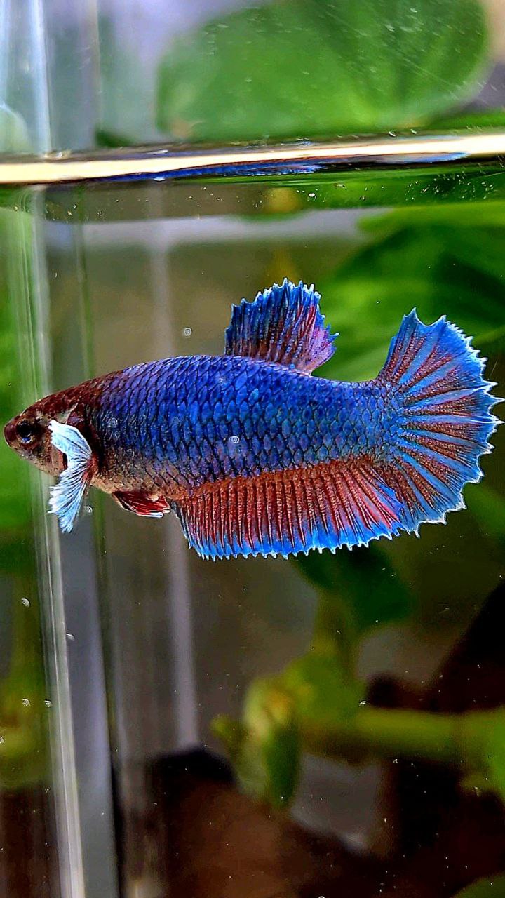 FEMALE HALFMOON BIG EAR GREEN BLUE TURQUOISE BETTA FISH