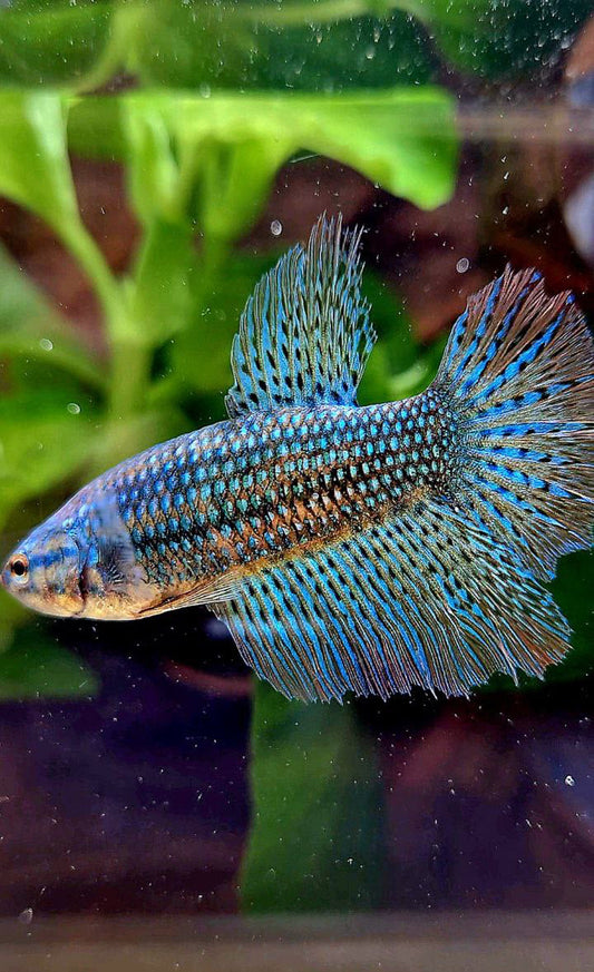 3 FISH LUXURY FEMALE HALFMOON ROSETAIL ALIEN GREEN HYBRID WILD BETTA FISH & CROWNTAIL ALIEN GREEN HYBRID WILD BETTA & FEMALE PLAKAT VANDA VIOLET