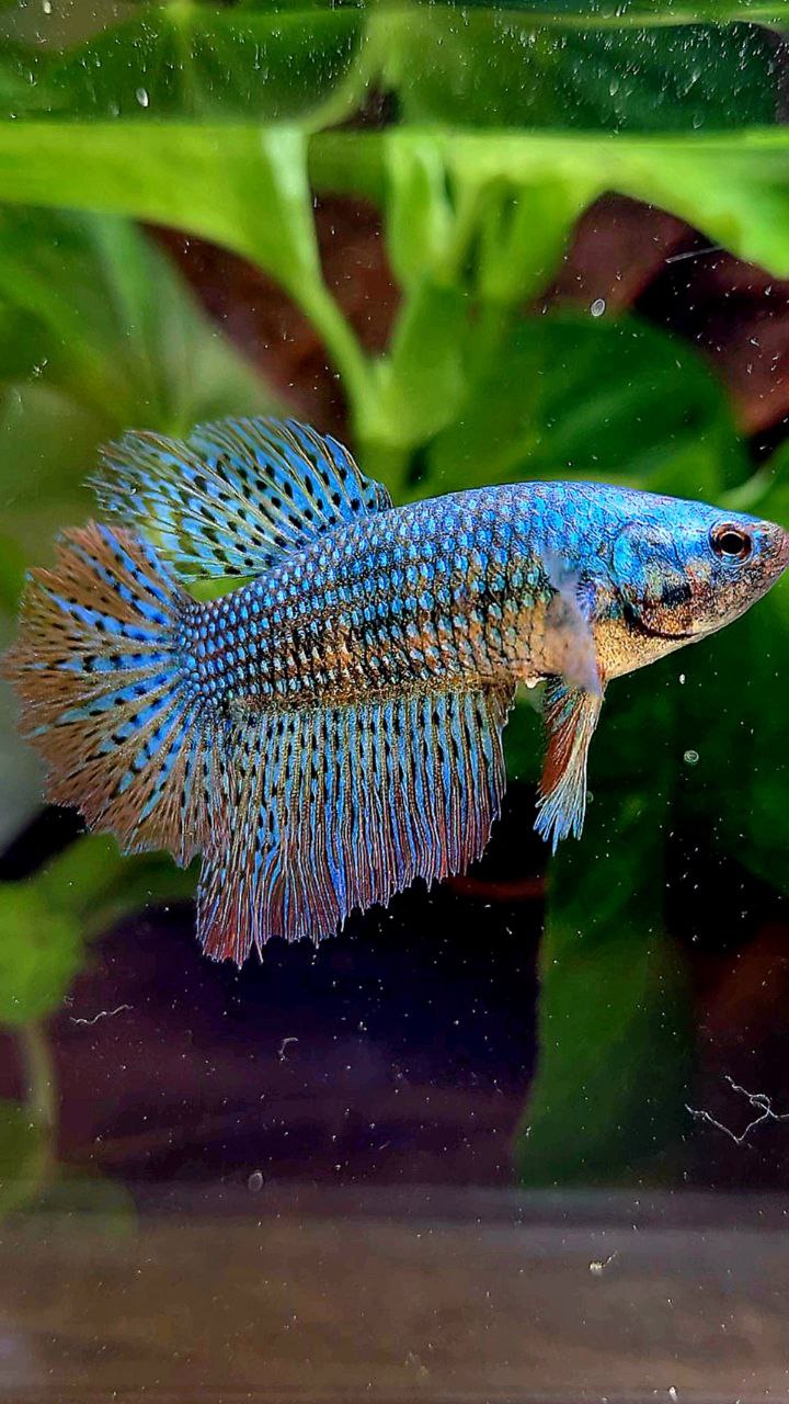 3 FISH LUXURY FEMALE HALFMOON ROSETAIL ALIEN GREEN HYBRID WILD BETTA FISH & CROWNTAIL ALIEN GREEN HYBRID WILD BETTA & FEMALE PLAKAT VANDA VIOLET