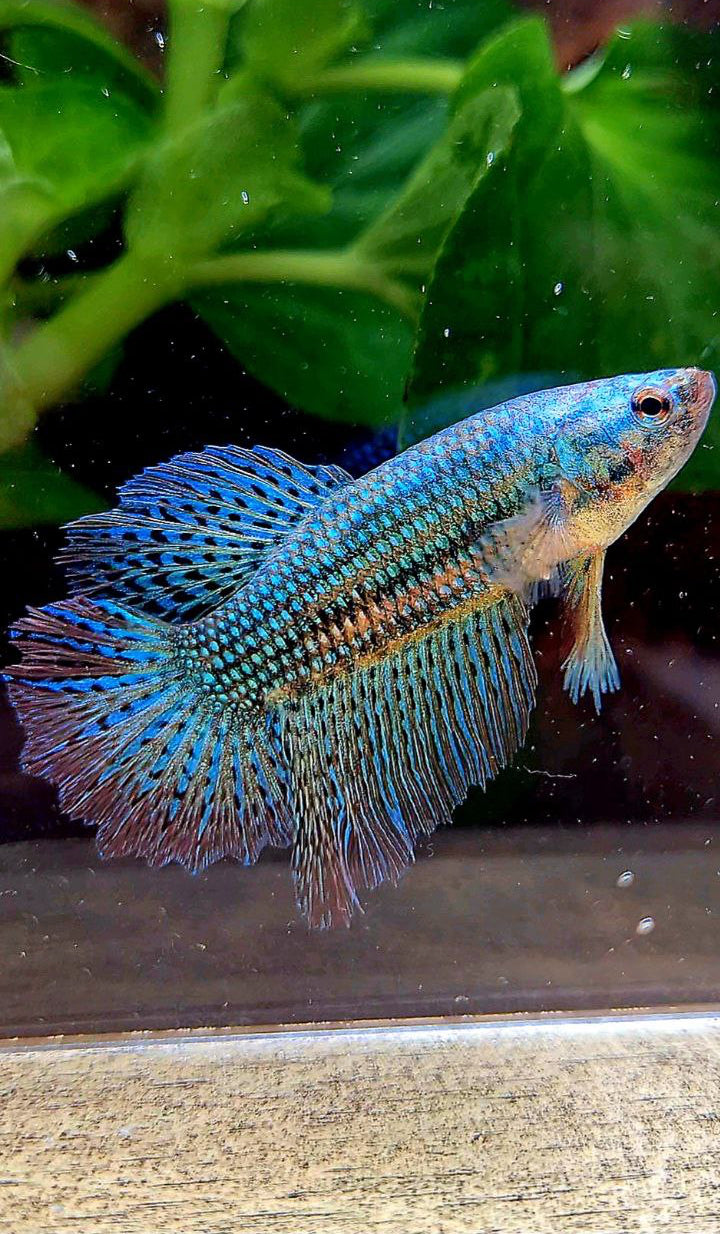 3 FISH LUXURY FEMALE HALFMOON ROSETAIL ALIEN GREEN HYBRID WILD BETTA FISH & CROWNTAIL ALIEN GREEN HYBRID WILD BETTA & FEMALE PLAKAT VANDA VIOLET