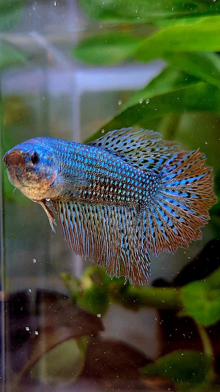 3 FISH LUXURY FEMALE HALFMOON ROSETAIL ALIEN GREEN HYBRID WILD BETTA FISH & CROWNTAIL ALIEN GREEN HYBRID WILD BETTA & FEMALE PLAKAT VANDA VIOLET
