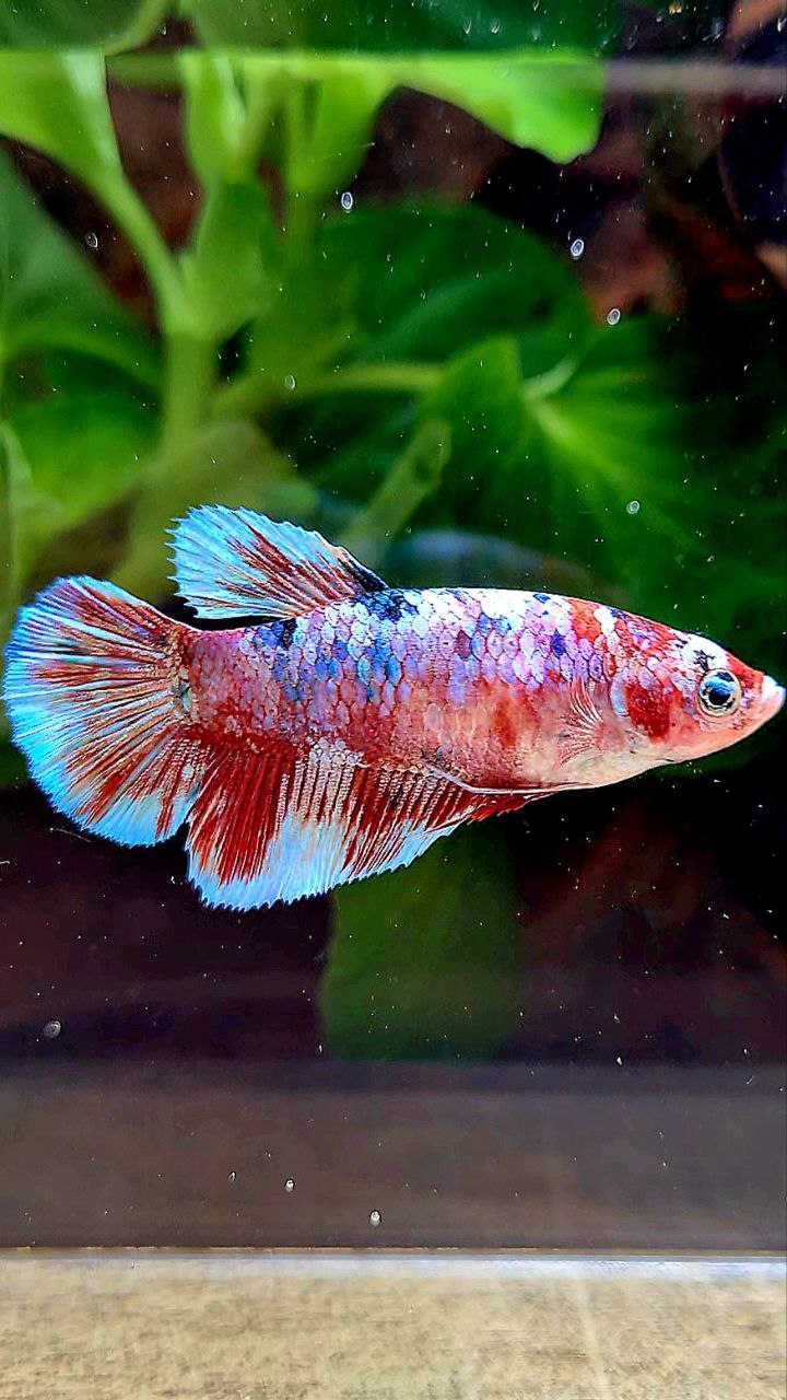 FEMALE HALFMOON BARONGSAI RED WHITE GALAXY MULTICOLOR BETTA FISH