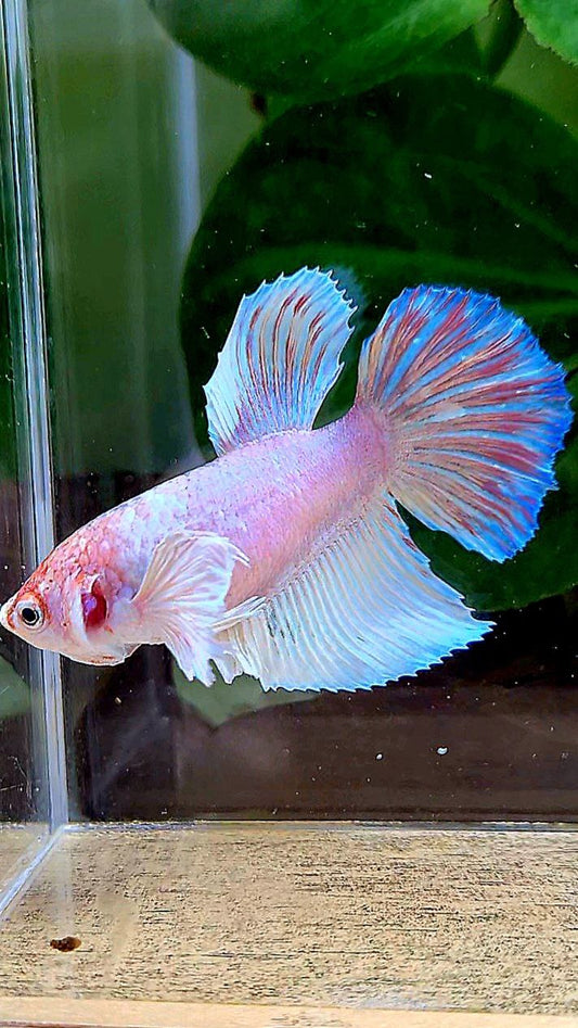 FEMALE HALFMOON DUMBO EAR WHITE OPAQUE BETTA FISH