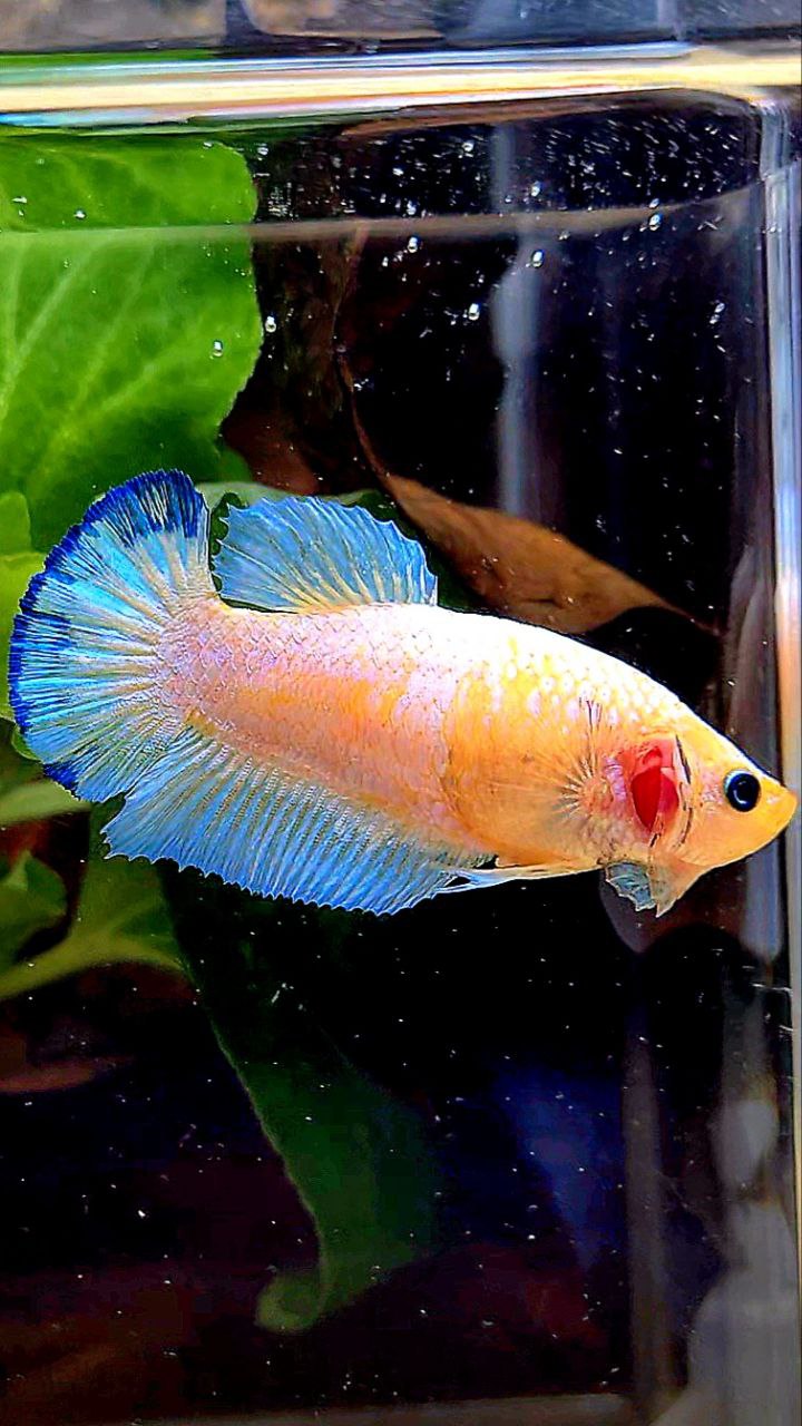 FEMALE PLAKAT WHITE SCALE BLUE PATTERN YELLOW HEAD BETTA FISH