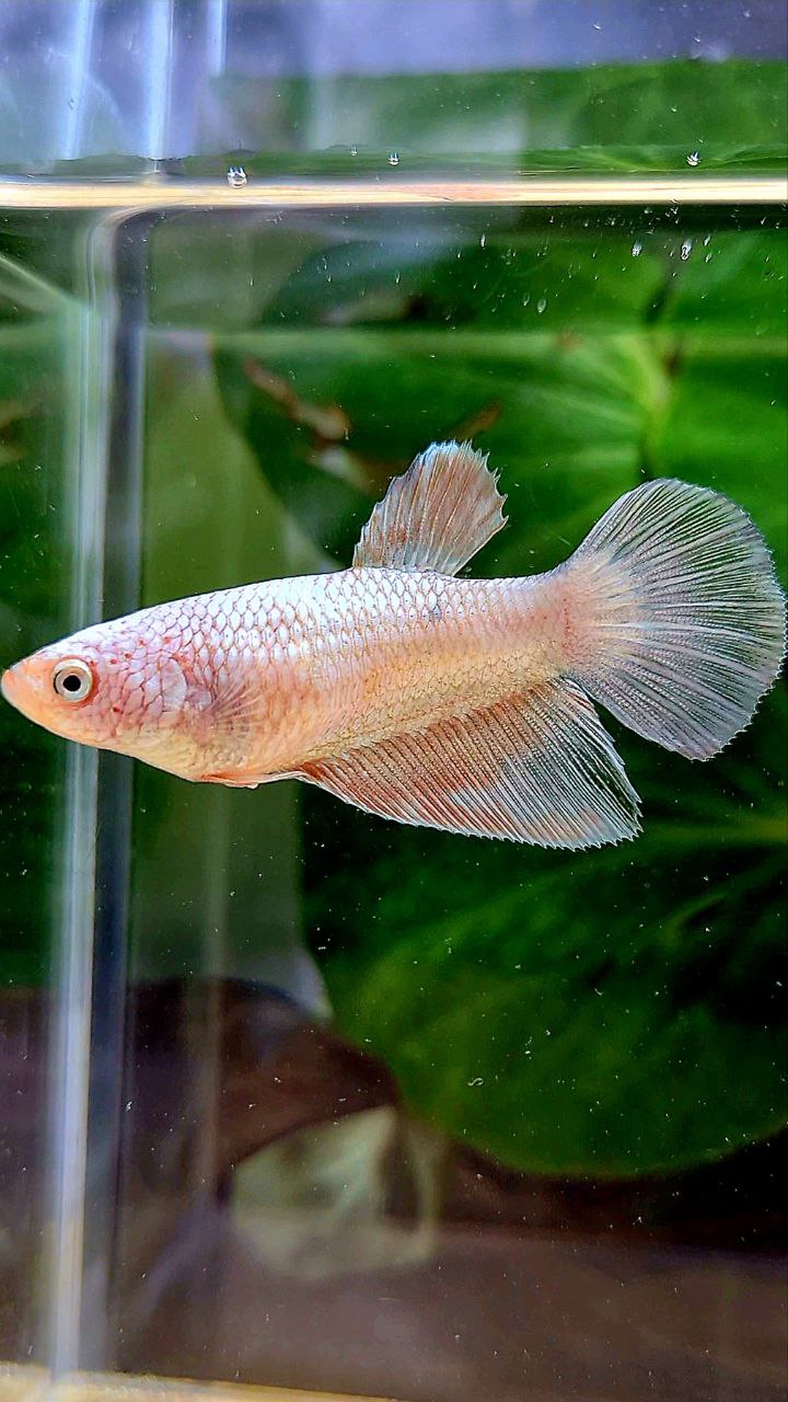 FEMALE HALFMOON WHITE FLAMINGGO COPPER RIM BETTA FISH