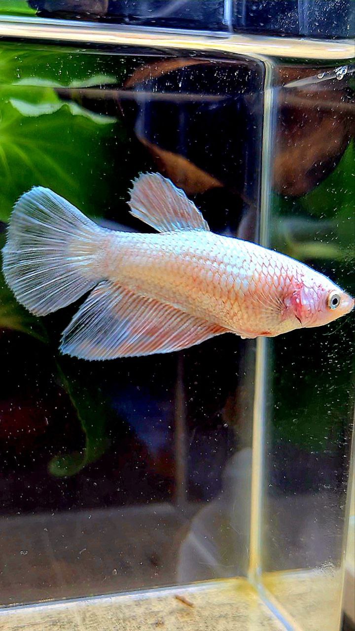 FEMALE HALFMOON WHITE FLAMINGGO COPPER RIM BETTA FISH