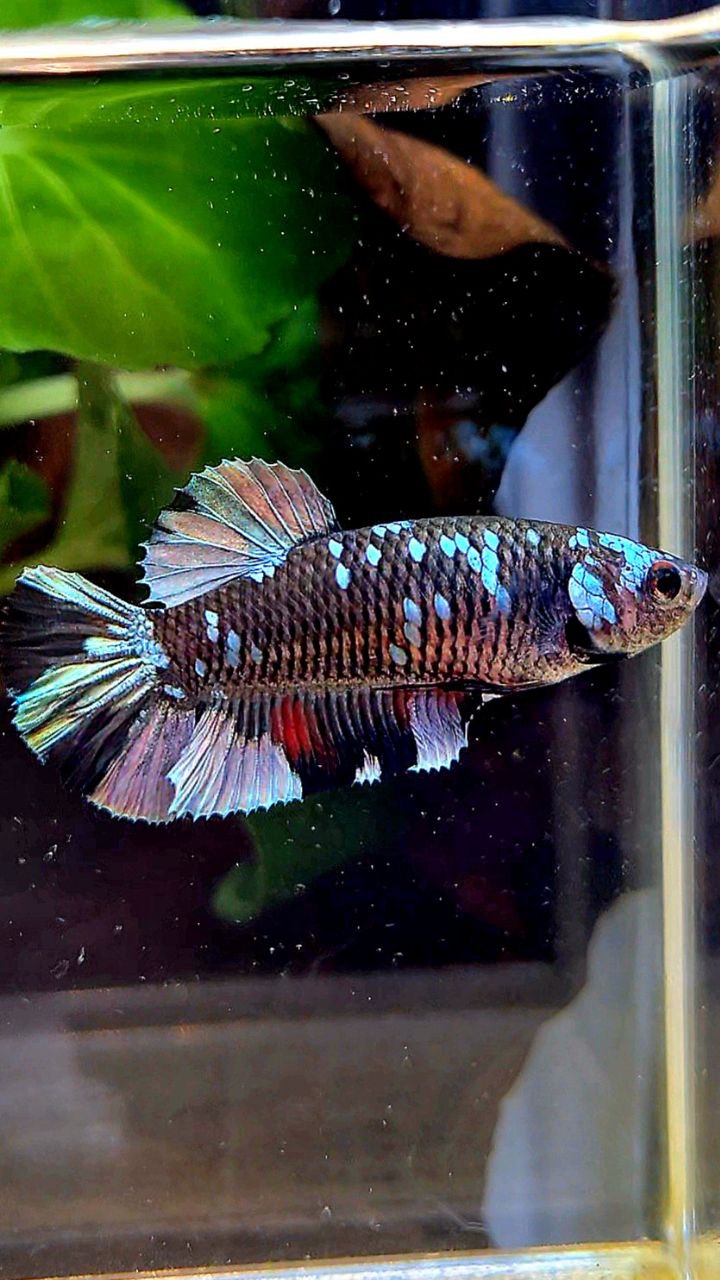 FEMALE PLAKAT BLACK COPPER AVATAR BETTA FISH