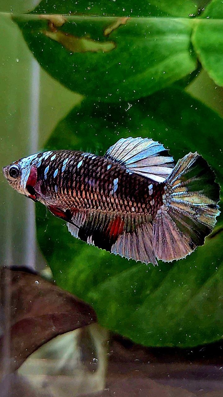FEMALE PLAKAT BLACK COPPER AVATAR BETTA FISH