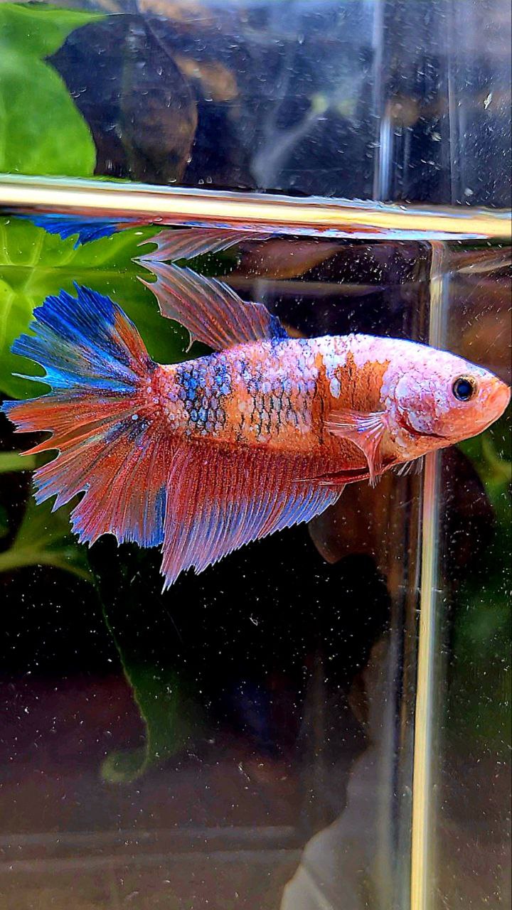 FEMALE HALFMOON PINK PURPLE FANCY CANDY MULTICOLOR BETTA FISH