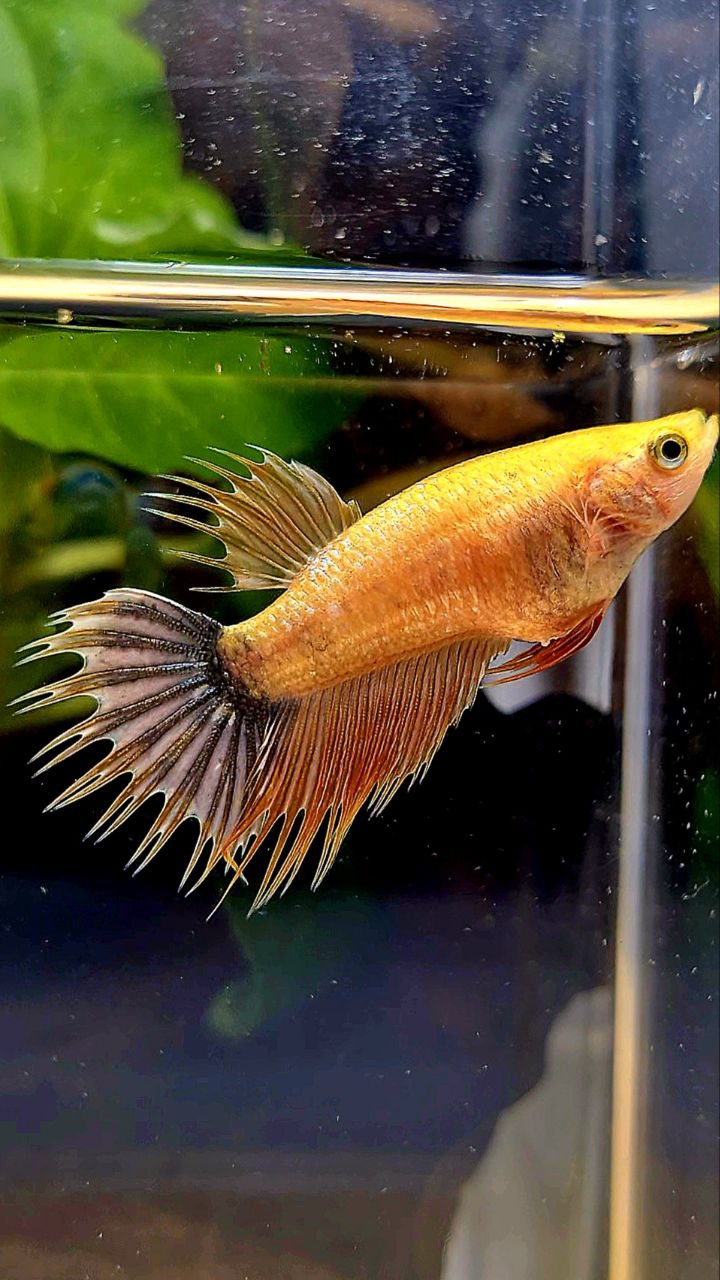 FEMALE CROWNTAIL YELLOW FANCY COPPER BETTA FISH