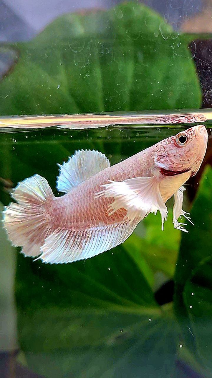 FEMALE PLAKAT DUMBO EAR DOUBLE TAIL WHITE BETTA FISH