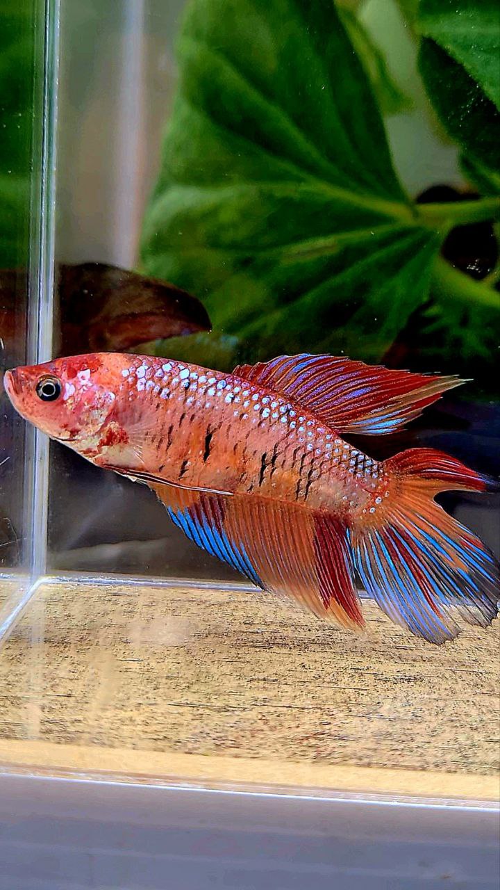 FEMALE VEILTAIL DOUBLE TAIL ORANGE KOI MULTICOLOR BETTA FISH