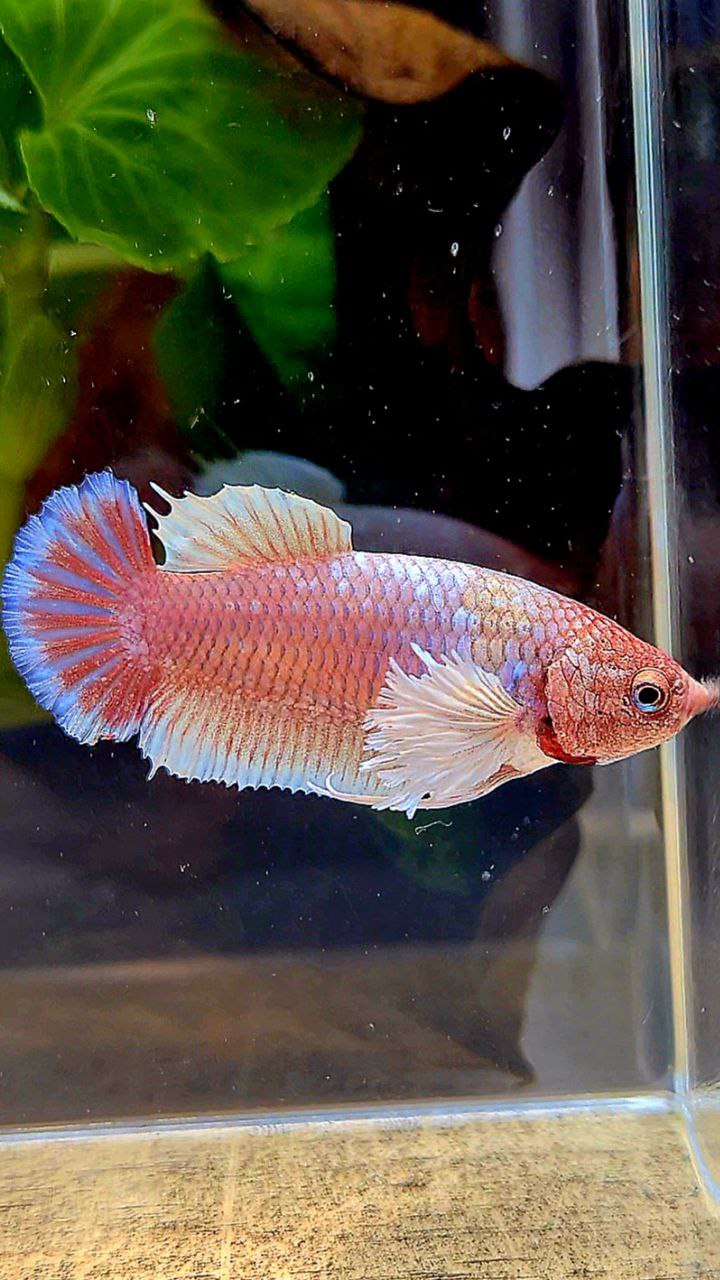 FEMALE PLAKAT DUMBO EAR WHITE PURPLE LAVENDER BETTA FISH