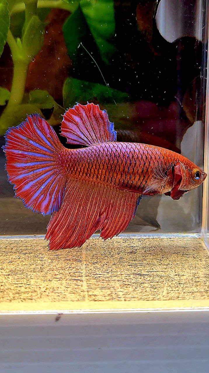 FEMALE XL HALFMOON RED PURPLE DARK BETTA FISH
