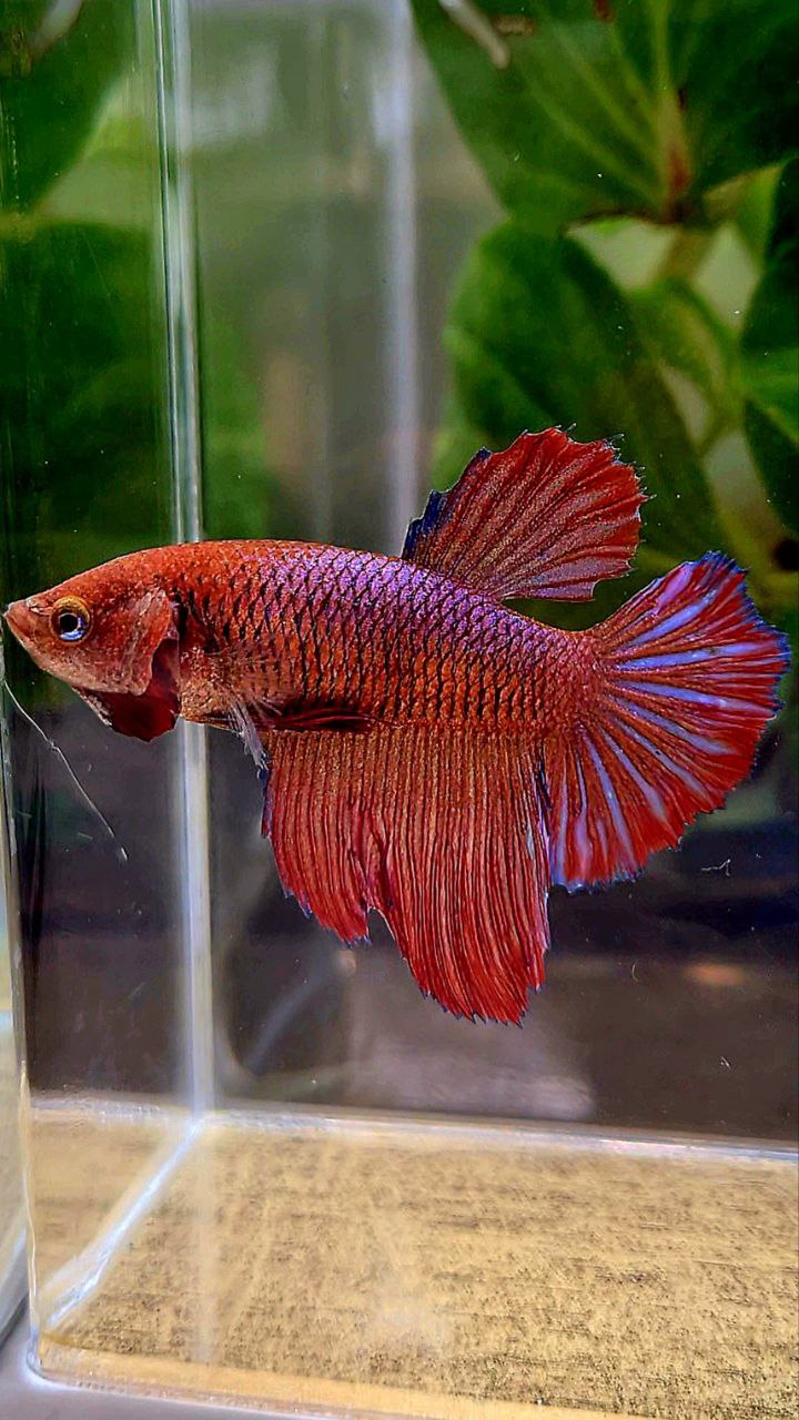 FEMALE XL HALFMOON RED PURPLE DARK BETTA FISH