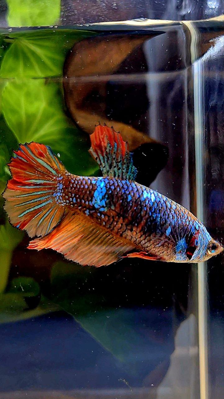 FEMALE HALFMOON BLACK BLUE AVATAR NEMO VARIATION BETTA FISH