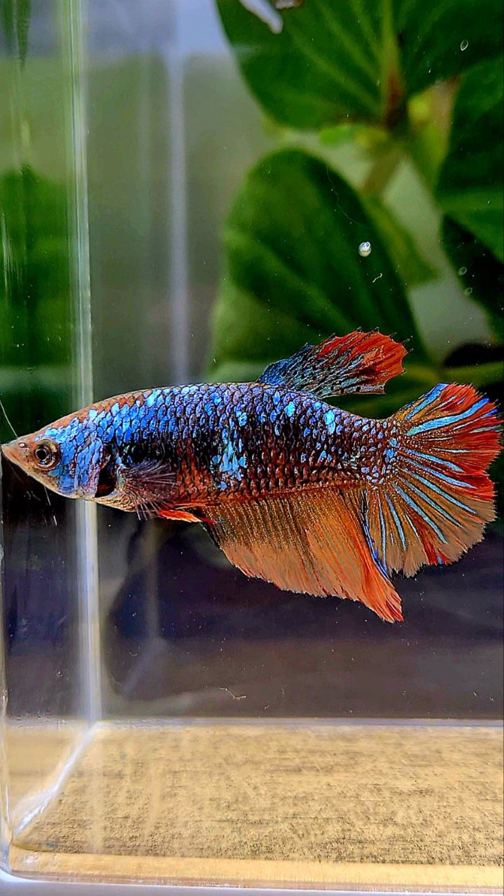 FEMALE HALFMOON BLACK BLUE AVATAR NEMO VARIATION BETTA FISH