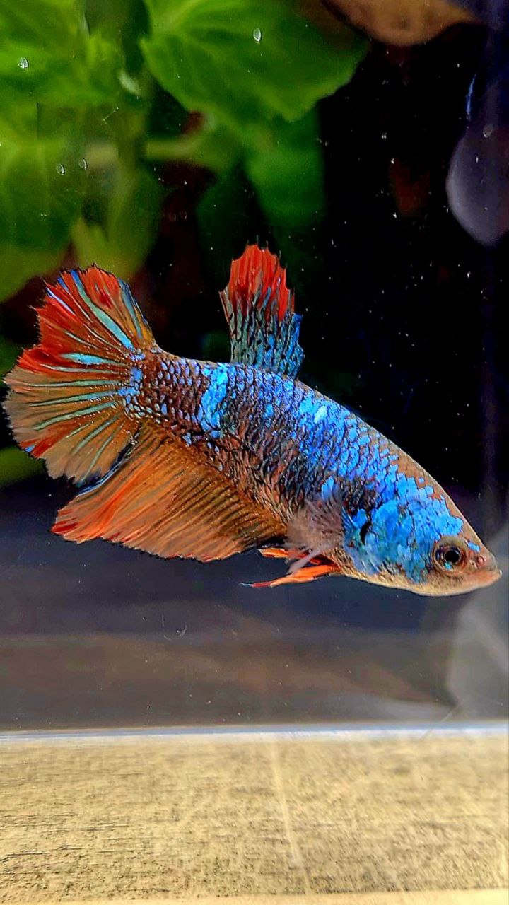 FEMALE HALFMOON BLACK BLUE AVATAR NEMO VARIATION BETTA FISH