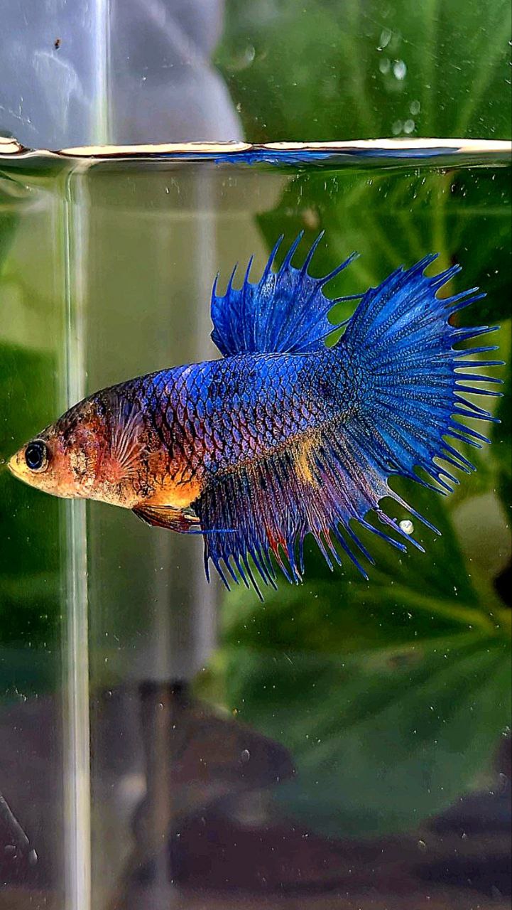 FEMALE CROWNTAIL BLUE FANCY YELLOW BETTA FISH