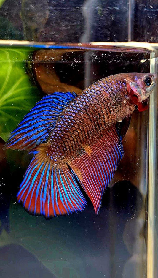 FEMALE VEILTAIL DOUBLE TAIL METTALIC PURPLE MULTICOLOR BETTA FISH