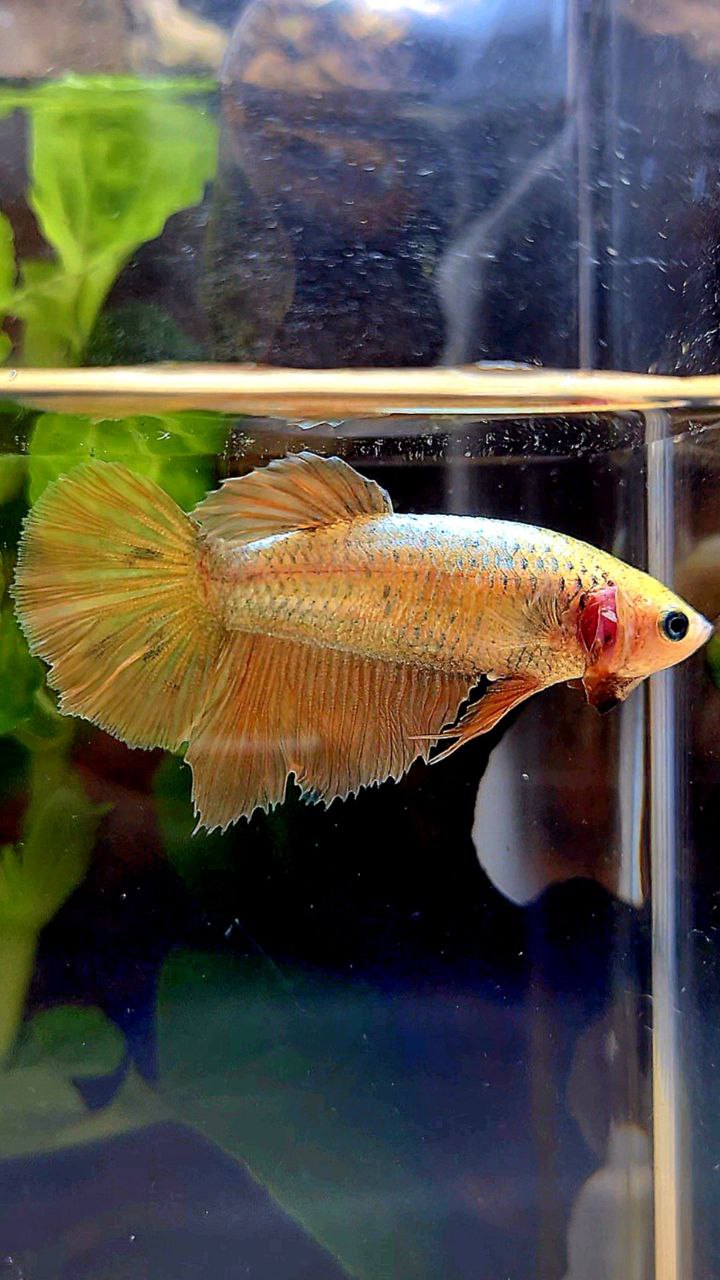 FEMALE HALFMOON GOLD COPPER WASH BETTA FISH
