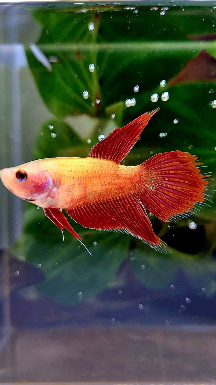 FEMALE VEILTAIL SUPER RED BETTA FISH
