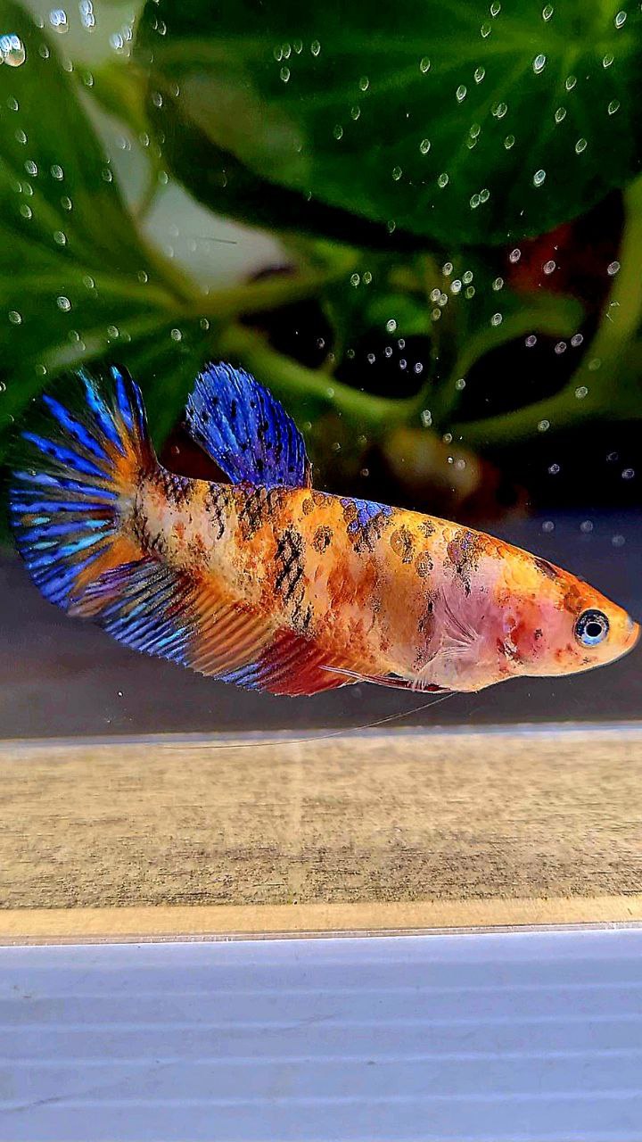FEMALE PLAKAT ORANGE KOI MULTICOLOR BETTA FISH