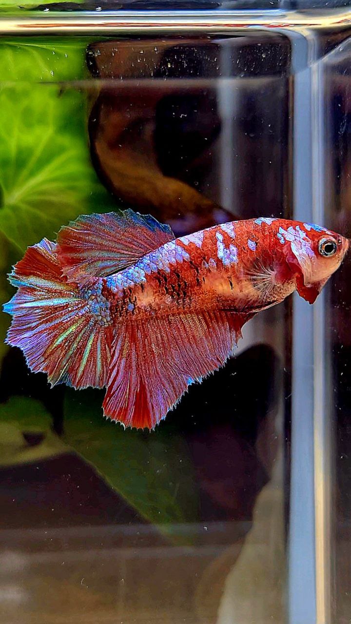 FEMALE HALFMOON RED GALAXY MULTICOLOR BETTA FISH