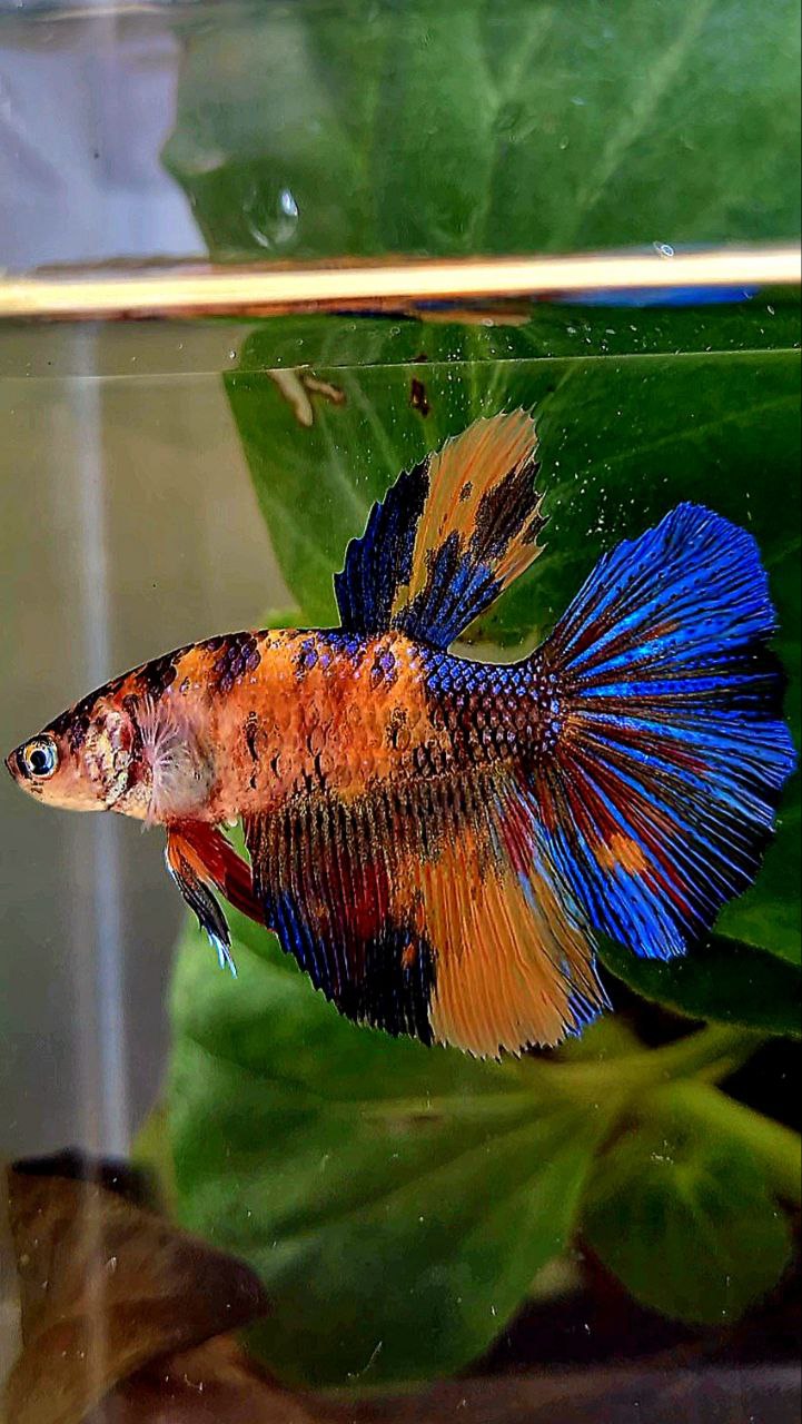 FEMALE HALFMOON OVERTAIL ORANGE KOI MULTICOLOR BETTA FISH