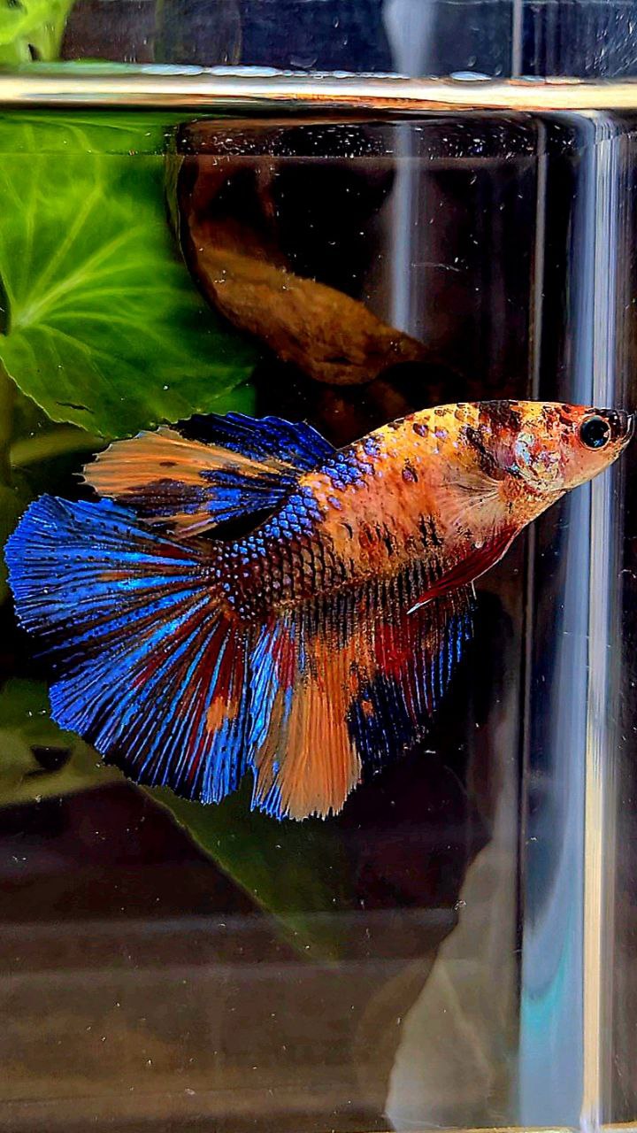 FEMALE HALFMOON OVERTAIL ORANGE KOI MULTICOLOR BETTA FISH
