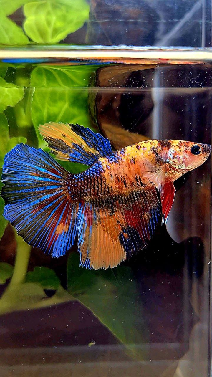 FEMALE HALFMOON OVERTAIL ORANGE KOI MULTICOLOR BETTA FISH