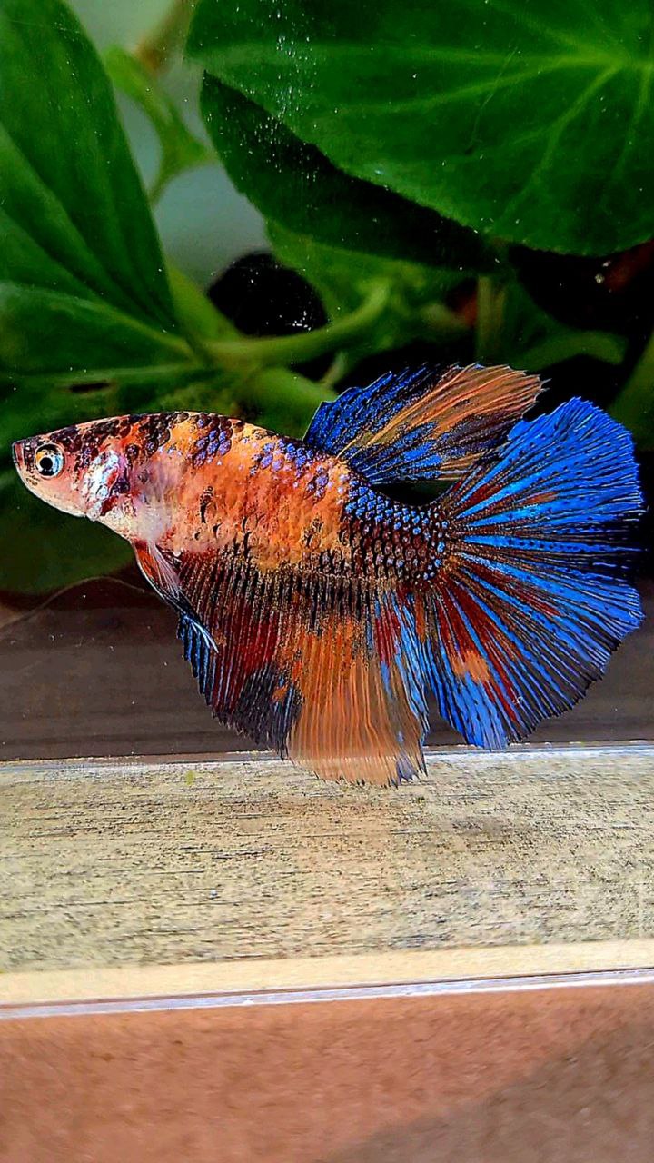 FEMALE HALFMOON OVERTAIL ORANGE KOI MULTICOLOR BETTA FISH