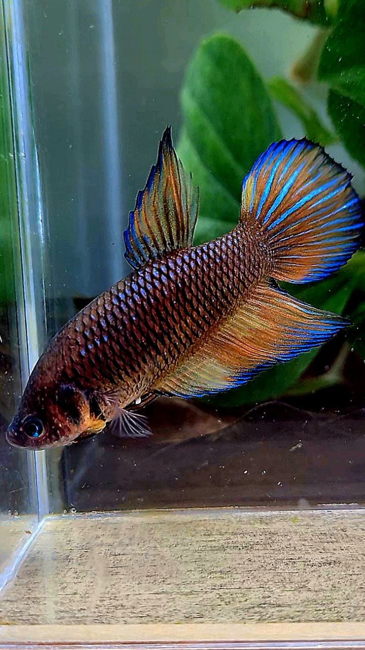 FEMALE VEILTAIL DARK FANCY YELLOW PATTERN ORANGE BETTA FISH
