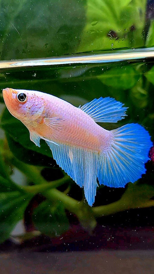 FEMALE HALFMOON WHITE OPAQUE BETTA FISH