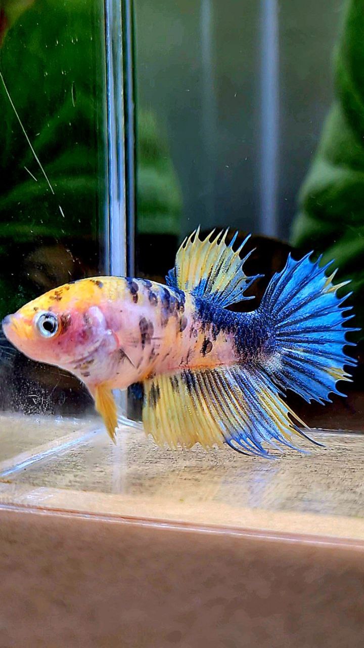FEMALE CROWNTAIL YELLOW KOI MULTICOLOR BETTA FISH
