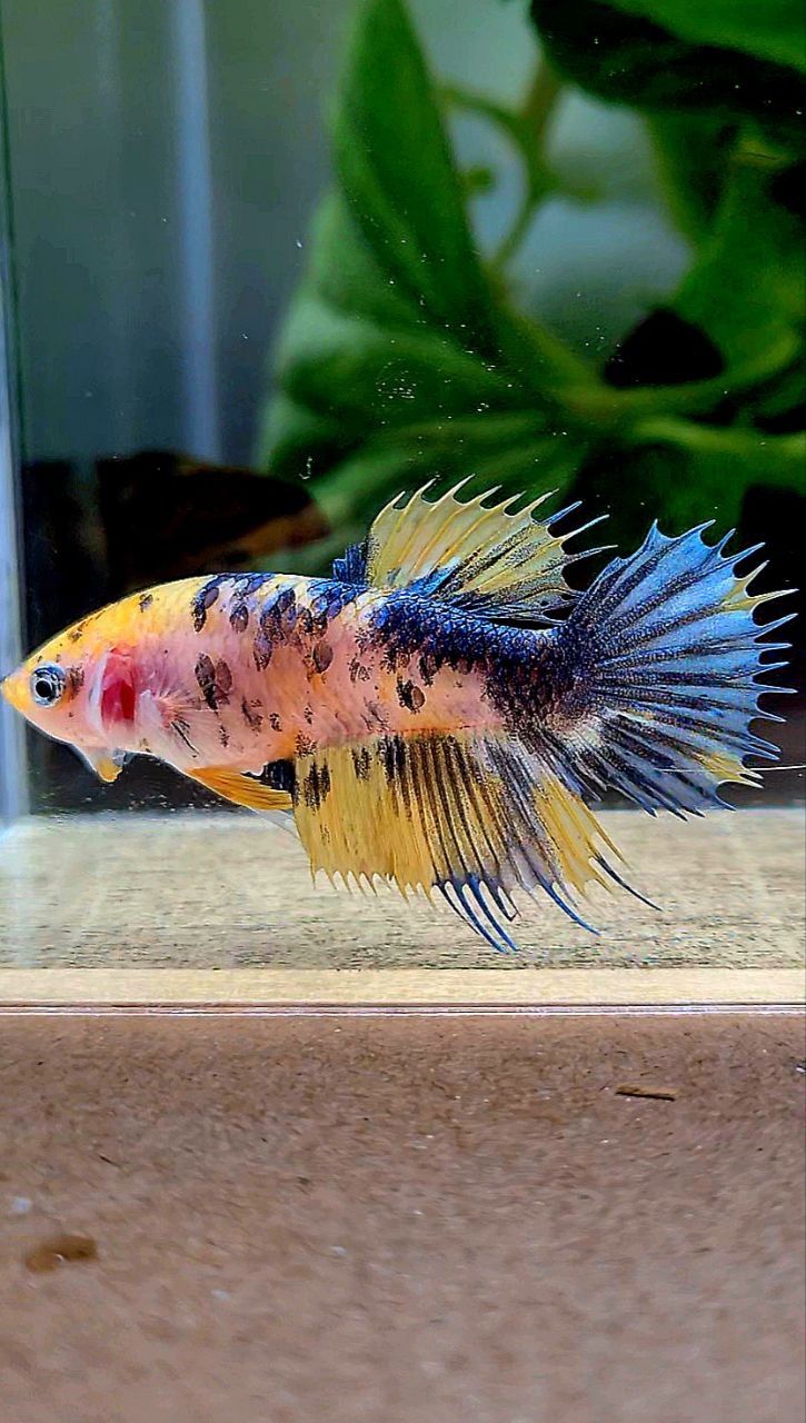 FEMALE CROWNTAIL YELLOW KOI MULTICOLOR BETTA FISH