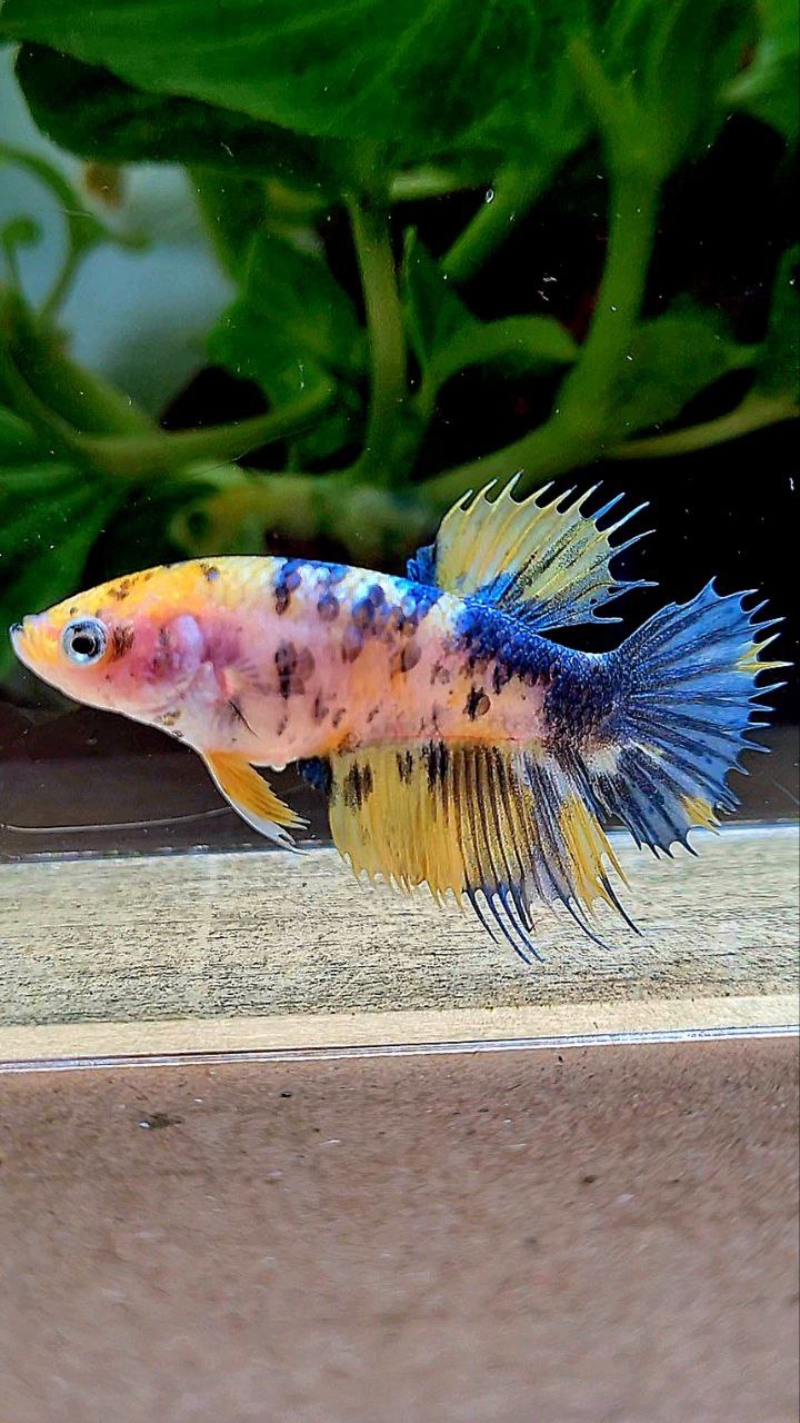 FEMALE CROWNTAIL YELLOW KOI MULTICOLOR BETTA FISH