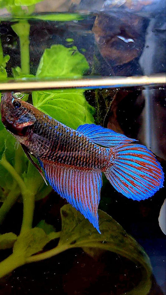 FEMALE VEILTAIL EMERALD BLACK GALAXY AVATAR BETTA FISH