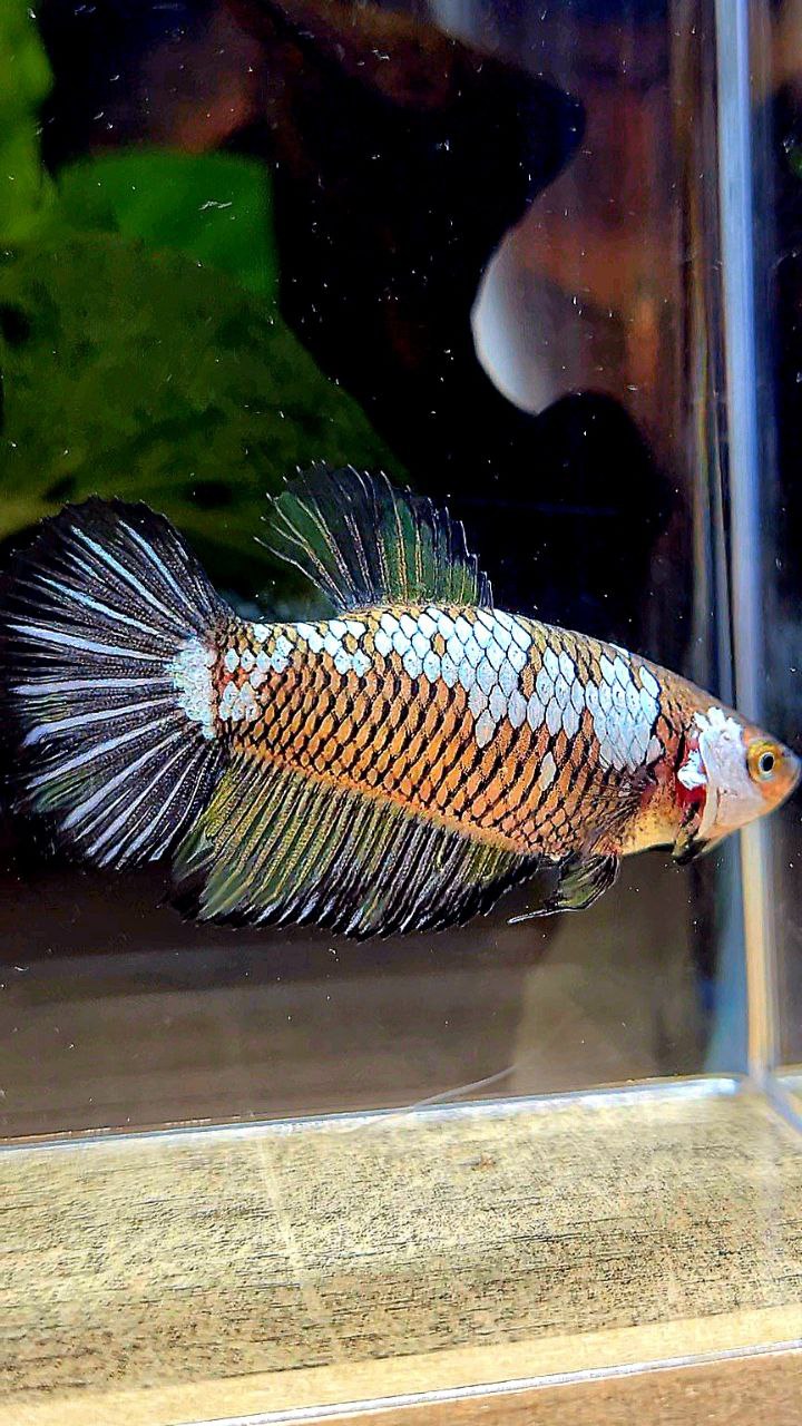 FEMALE HALFMOON BLACK SAMURAI YELLOW WASH BETTA FISH