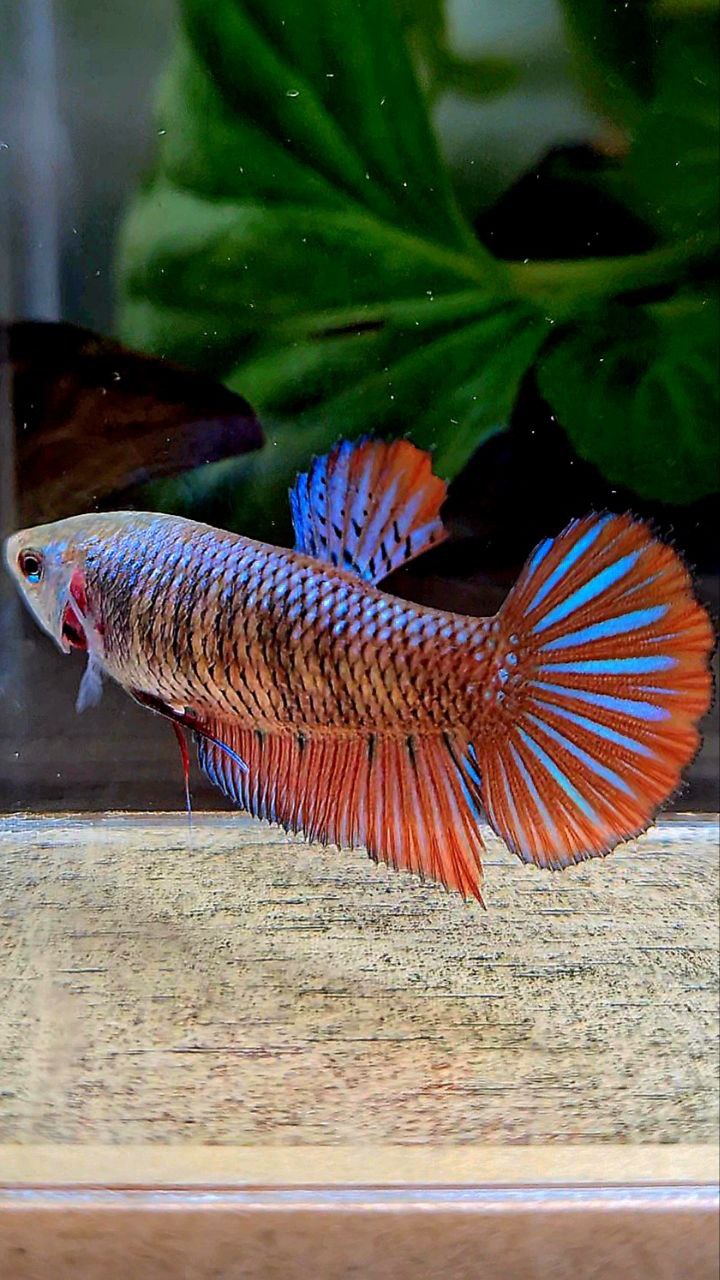 FEMALE PLAKAT SMARAGDINA HYBRID WILD BETTA FISH