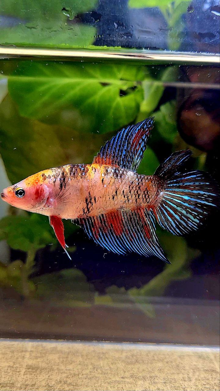 FEMALE VEILTAIL DOUBLE TAIL KOI MULTICOLOR BETTA FISH