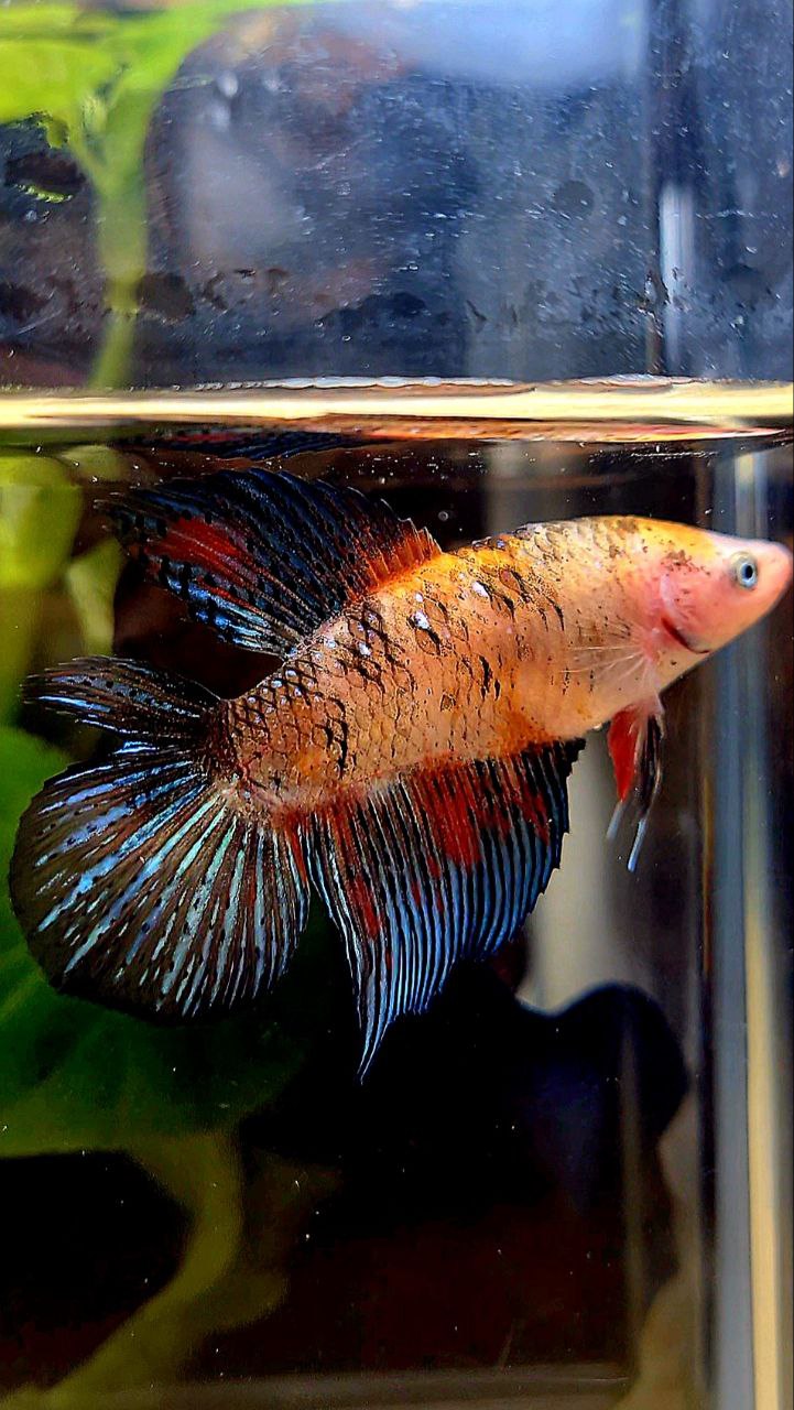 FEMALE VEILTAIL DOUBLE TAIL KOI MULTICOLOR BETTA FISH